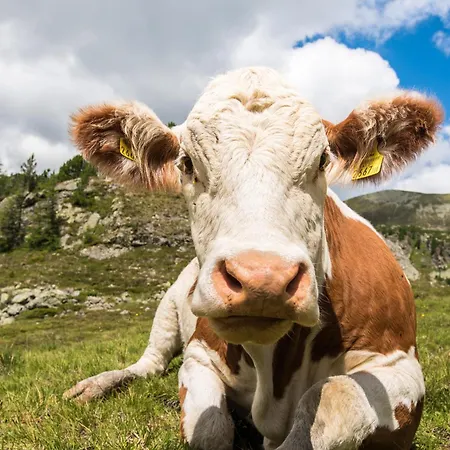 Appartement Sunnyday Bad Kleinkirchheim