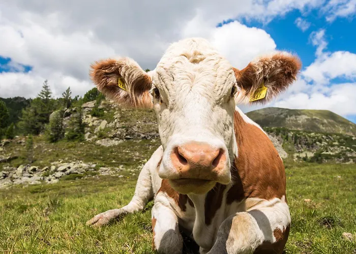 Apartment Sunnyday Bad Kleinkirchheim